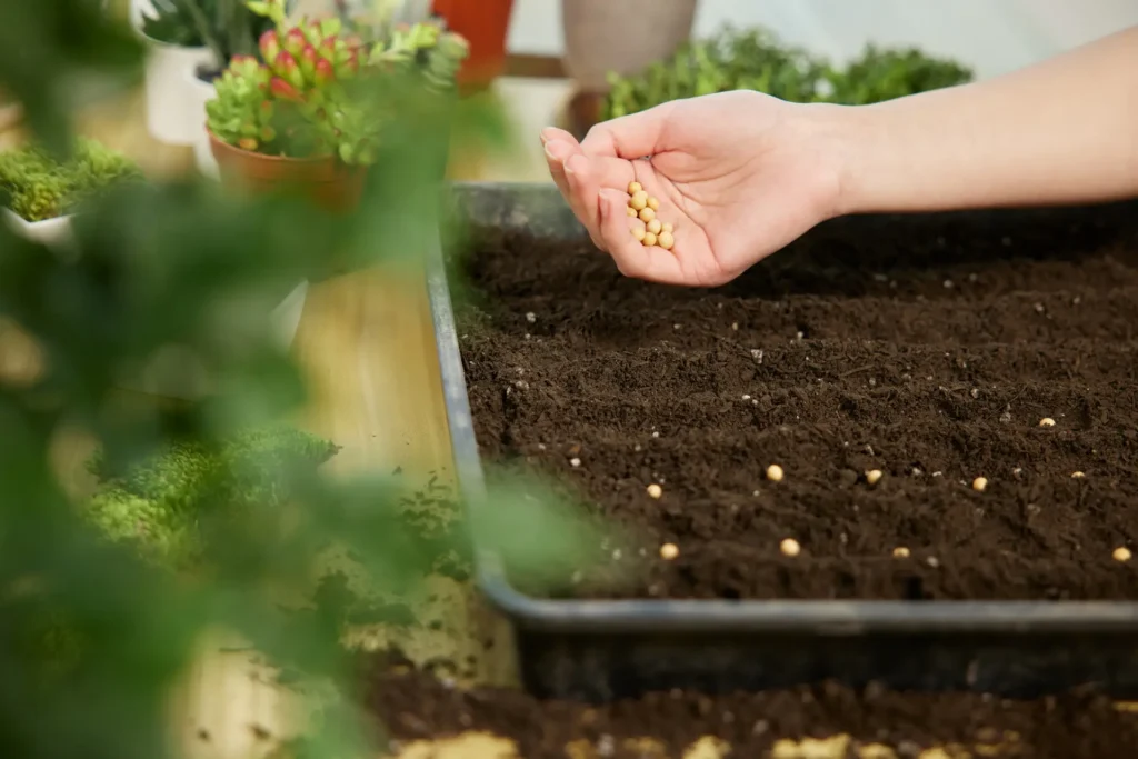 Rice seedling tray