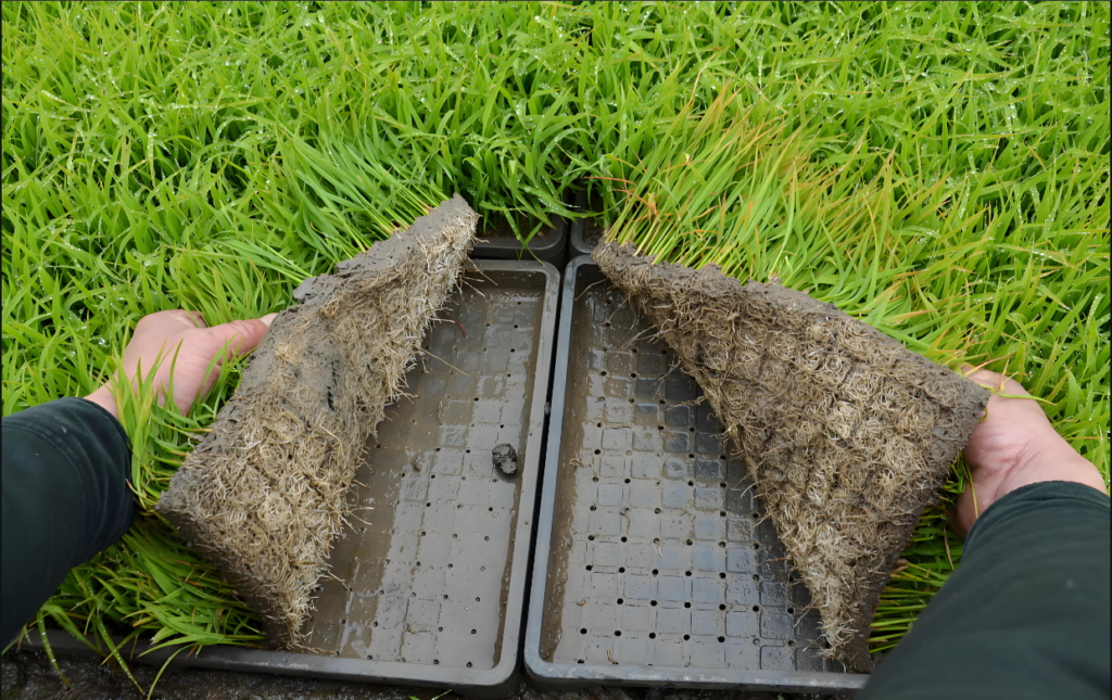 Plastic rice seedling tray